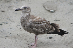 Larus argentatus