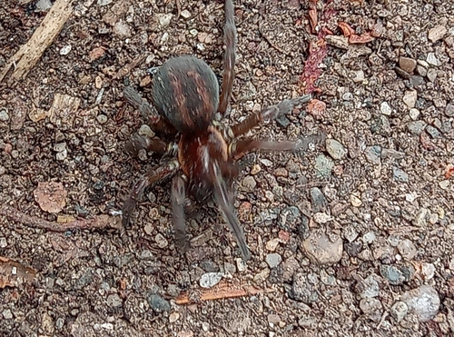 Arctobius agelenoides