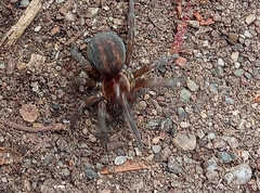 Arctobius agelenoides