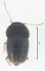 Ptiliodes amplicollis