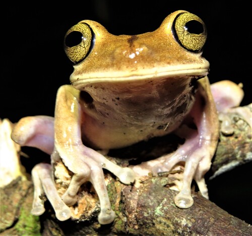 Serra do Timbo Tree Frog, Bokermannohyla capra