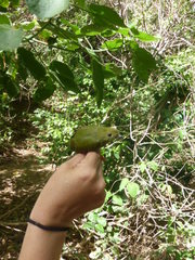 Chiroxiphia linearis