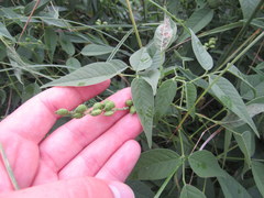 Orbexilum onobrychis