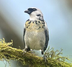 Grey-And-Gold Tanager photo 5