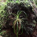 Carex orthostemon - Photo (c) 方伊琳(阿鈣), algunos derechos reservados (CC BY-NC), subido por 方伊琳(阿鈣)