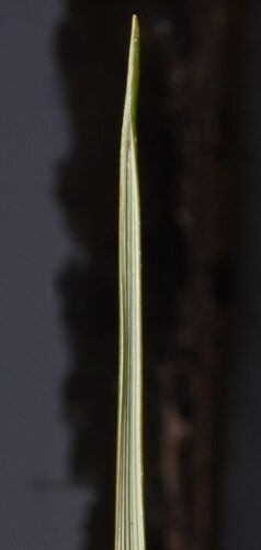 Image of Sporobolus montevidensis by (c) Gabriel Campbell-Martinez, some rights reserved (CC BY)