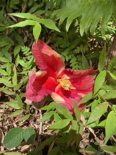 Thespesia grandiflora observed 2025-04-13