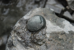 Nerita planospira