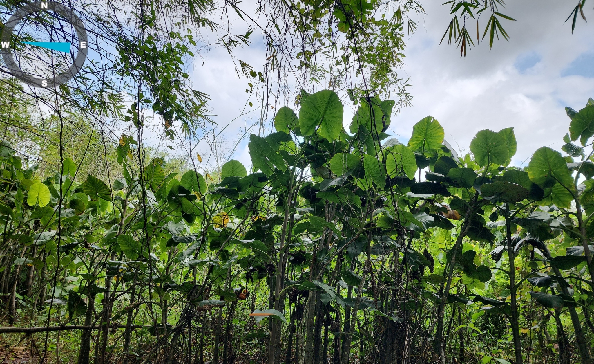 Montrichardia linifera