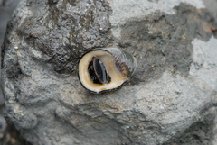 Nerita planospira