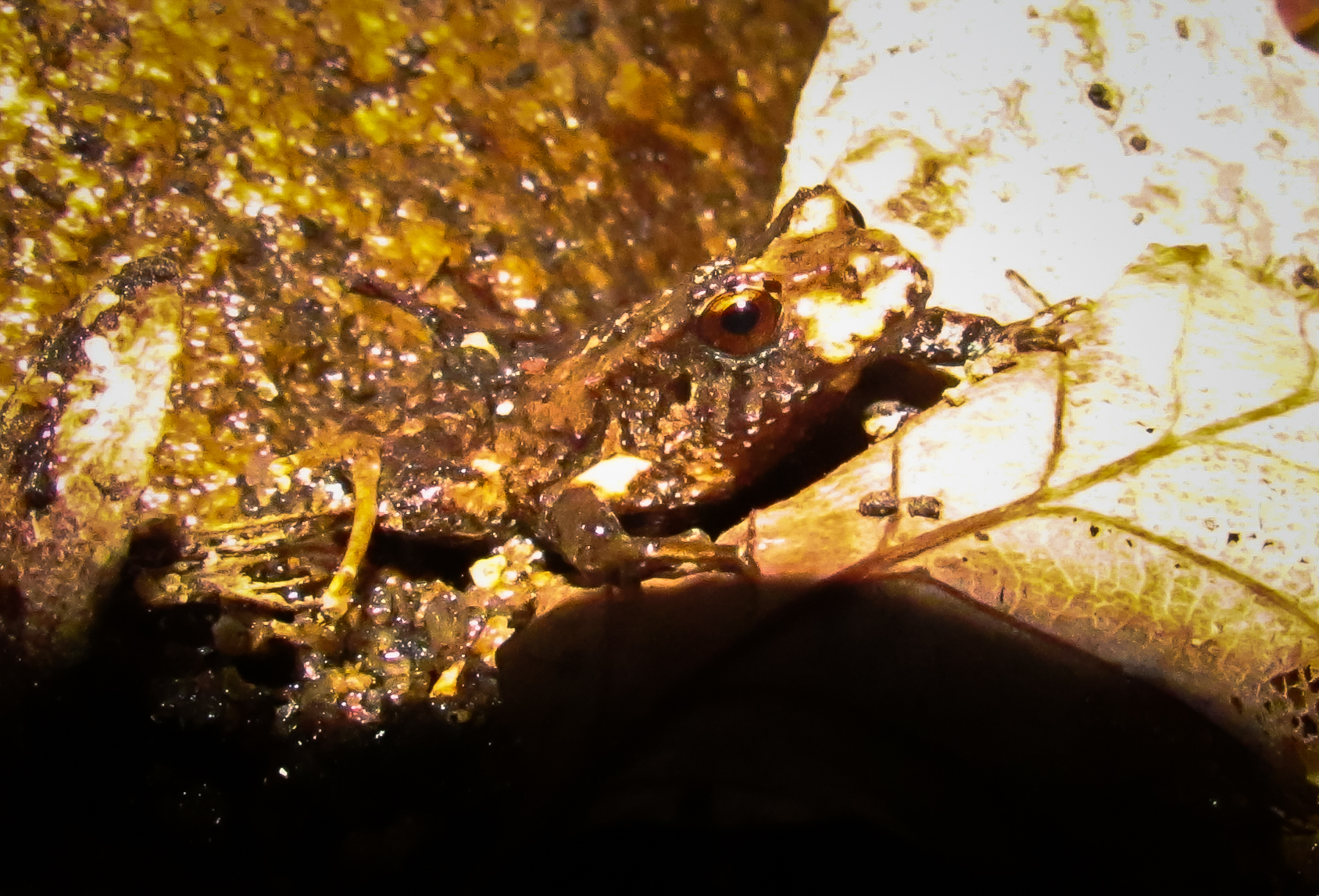 Eupsophus nahuelbutensis Ortiz & Ibarra-Vidal, 1992