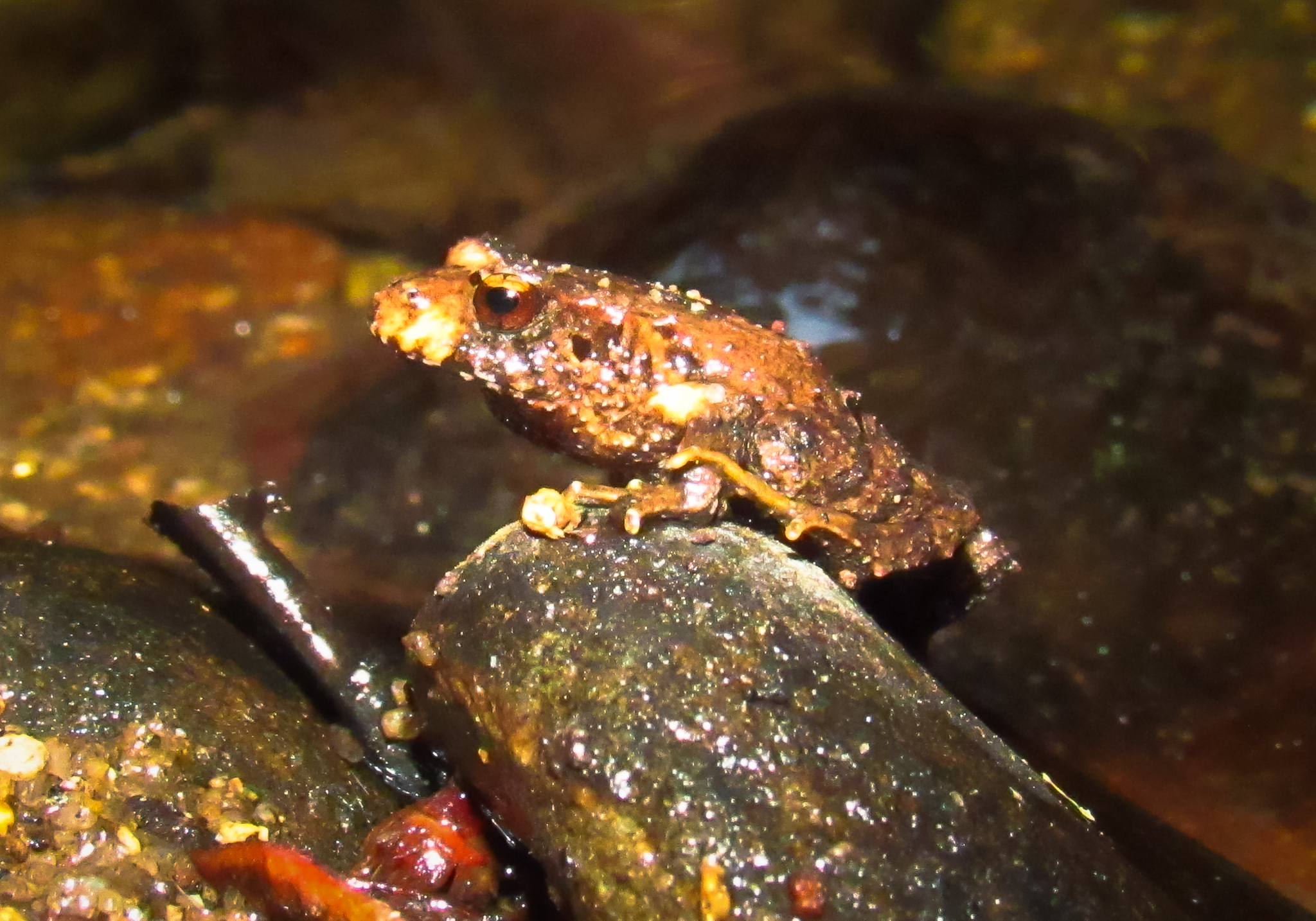 Eupsophus nahuelbutensis Ortiz & Ibarra-Vidal, 1992
