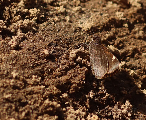 Common Roadside-Skipper photo 5