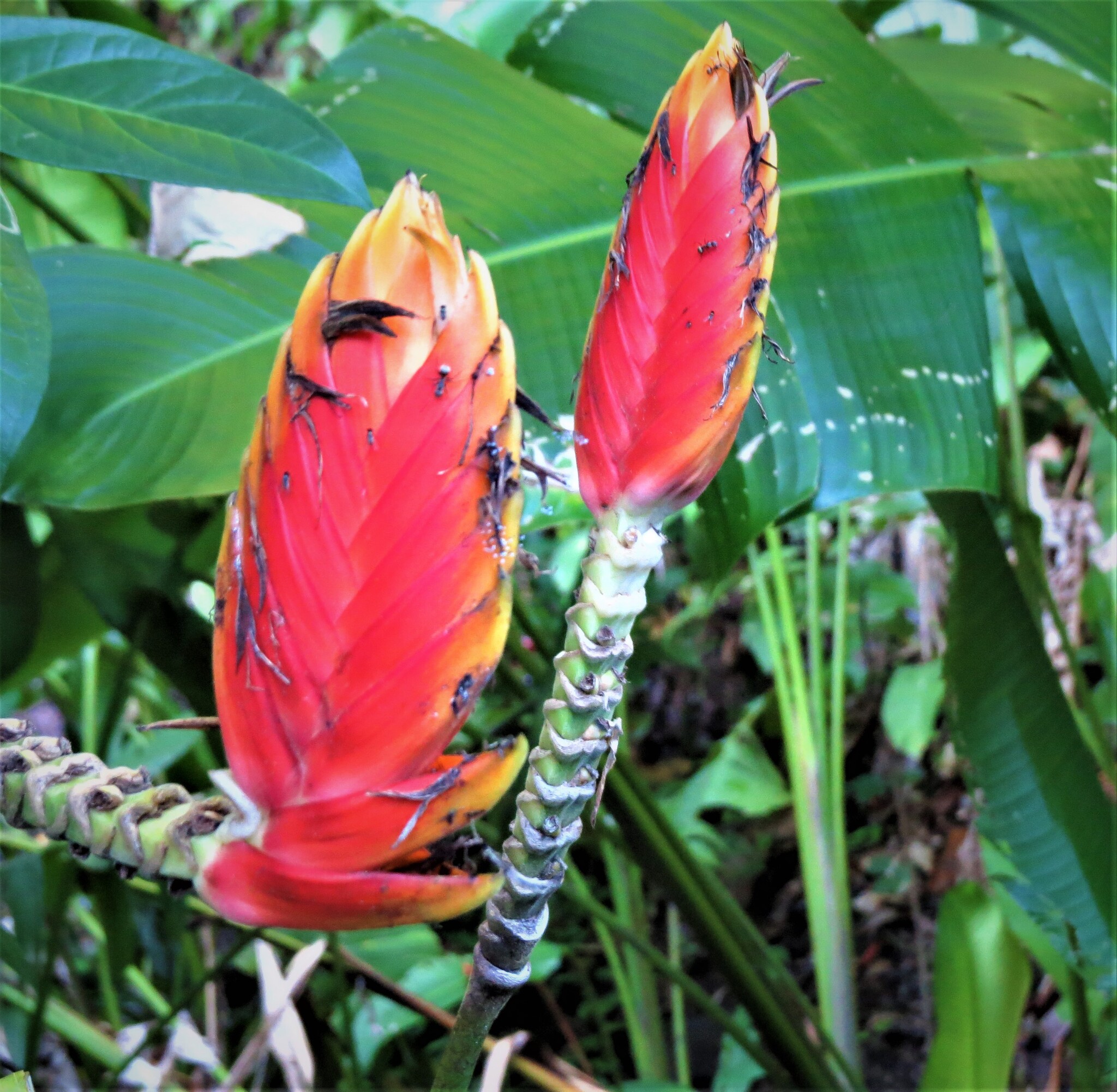 Heliconia episcopalis