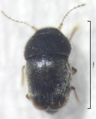 Ptiliodes amplicollis