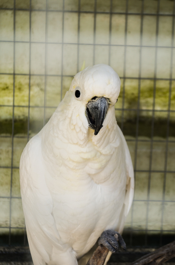 Sulphur-crested Cockatoo from Coroglen 3591, New Zealand on April 11 ...