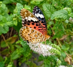 Argynnis hyperbius hyperbius