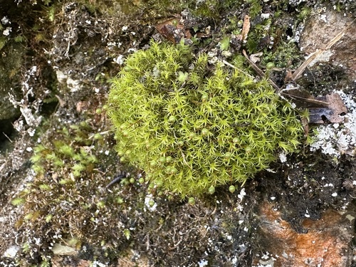Image of Plagiopus oederianus by (c) Jason Grant, some rights reserved (CC BY)