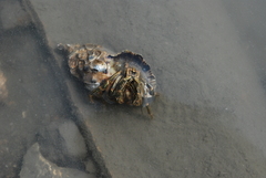 Clibanarius striolatus