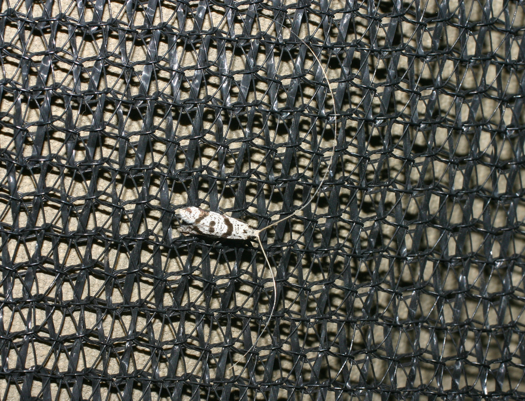 Ceromitia delta