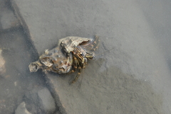 Clibanarius striolatus