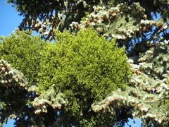 Phoradendron pauciflorum