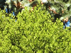 Phoradendron pauciflorum