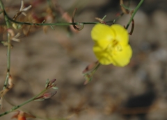 Eulobus