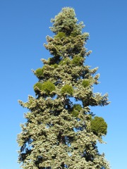 Phoradendron pauciflorum