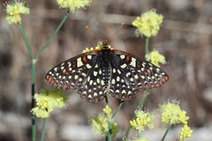 Euphydryas chalcedona chalcedona