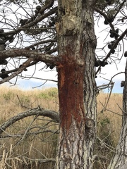 Cervus canadensis nannodes