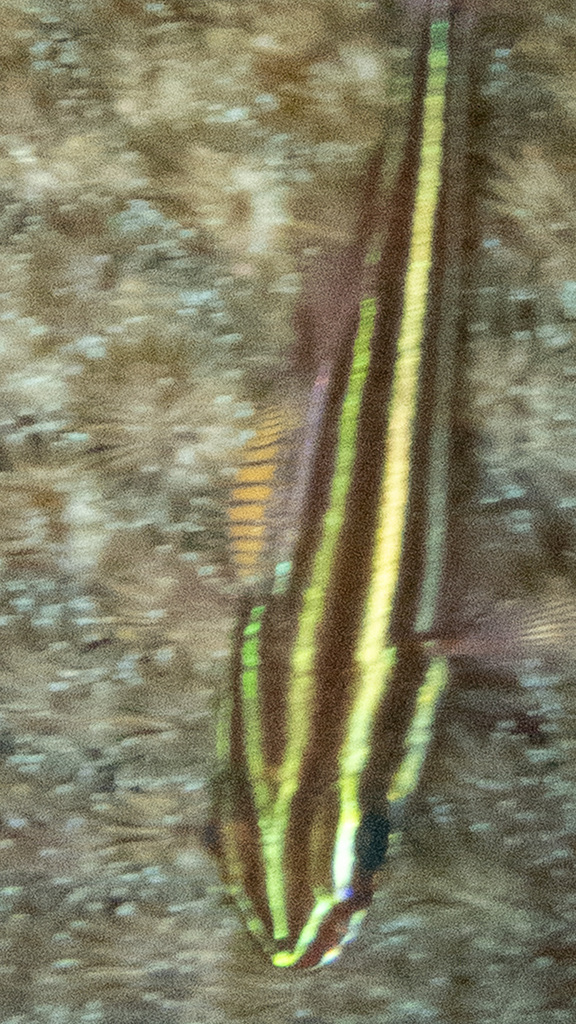 Renocila loriae (Renocila loriae)
