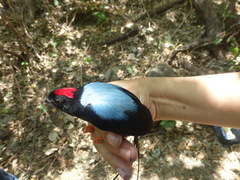 Chiroxiphia linearis