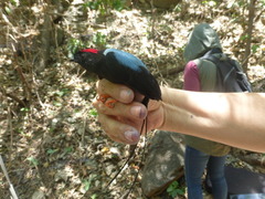 Chiroxiphia linearis