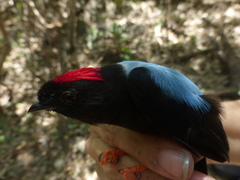 Chiroxiphia linearis