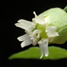Berry Catchfly - Photo no rights reserved, uploaded by 葉子