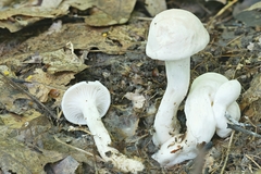 Cuphophyllus angustifolius