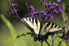 Papilio glaucus glaucus