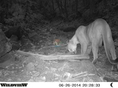 Puma concolor couguar