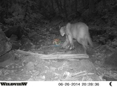 Puma concolor couguar