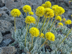 Eriogonum rosense