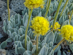 Eriogonum rosense