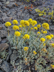 Eriogonum rosense