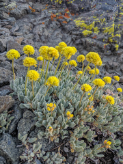 Eriogonum rosense
