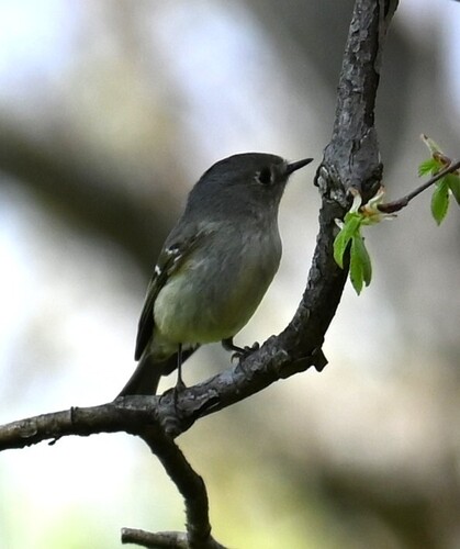 Ruby-crowned Kinglet photographed in Maryland