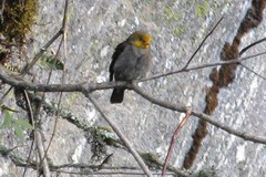 Indicator xanthonotus