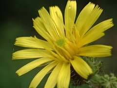 Picris hieracioides morrisonensis