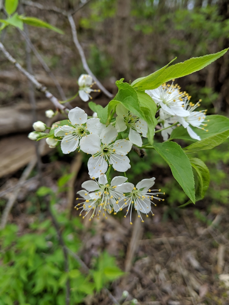 Hortulan Plum from Batavia Township, OH, USA on April 18, 2019 at 12:25 ...