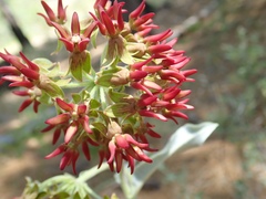 Asclepias hypoleuca