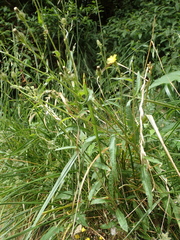 Picris hieracioides morrisonensis